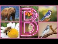 Animals Names Starting With B || Beautiful Birds and Beasts Starting with B