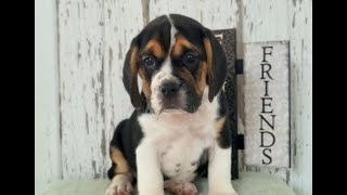 Beabull Puppies for Sale by Infinity Pups 65 views 7 days ago 47 seconds