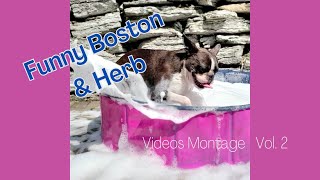 Best Funny Dog Videos  Boston Terriers Vol. 2