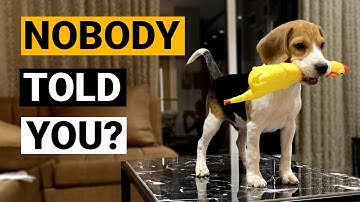 Dingen die NIEMAND je vertelt over het bezitten van een Beagle