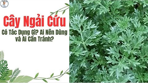 Cây Ngải Cứu: Có Tác Dụng Gì? Ai Nên Dùng và Ai Cần Tránh?