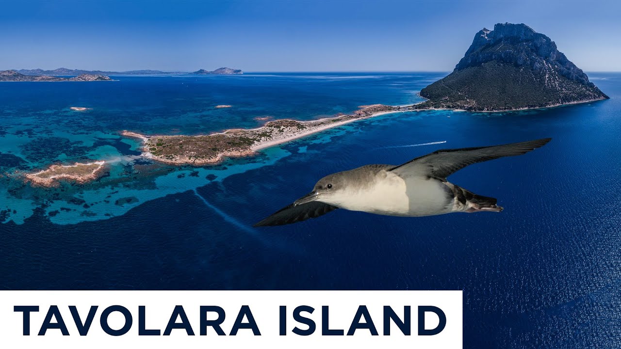 Conservation success - Tavolara Island Italy - Island Conservation