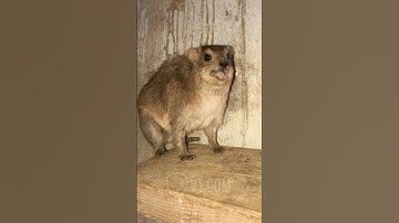 He