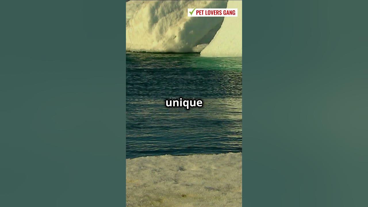 How penguins walk on ice without slipping their secret revealed
