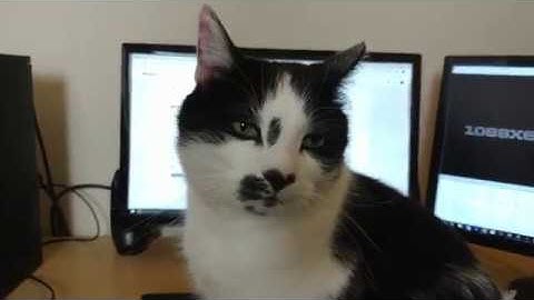 Sonny claims my desk and Incognito Atari 800