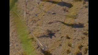 Celebrating 75 Years of Conservation: Rural Program Spotlight on Sturgeon Lake Restoration Project