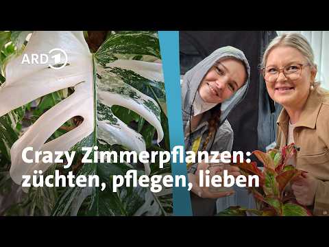 "Rare Plants": So anders sehen seltene Zimmerpflanzen aus | MDR Garten thumbnail