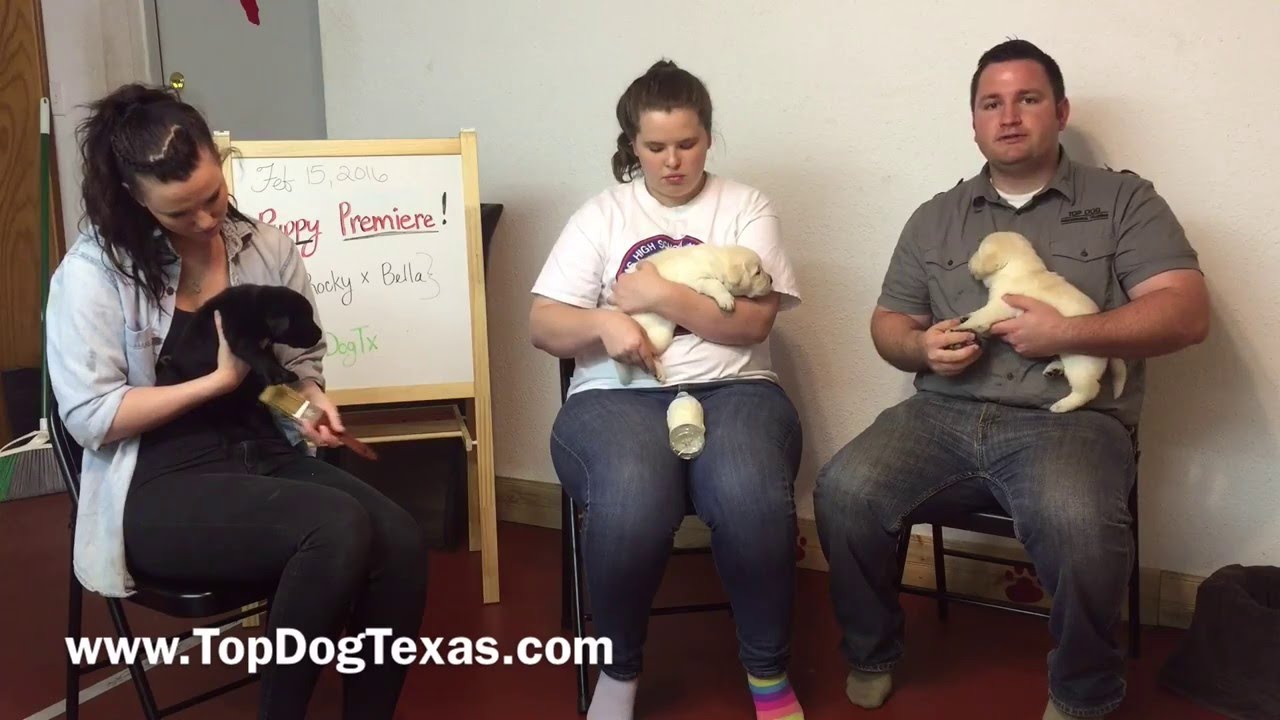 Day 29 Desentizing puppies to new tactile stimuli. obedience to authority