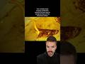 The CRAZIEST Prehistoric Animals Found Frozen In Amber Artifacts mp3