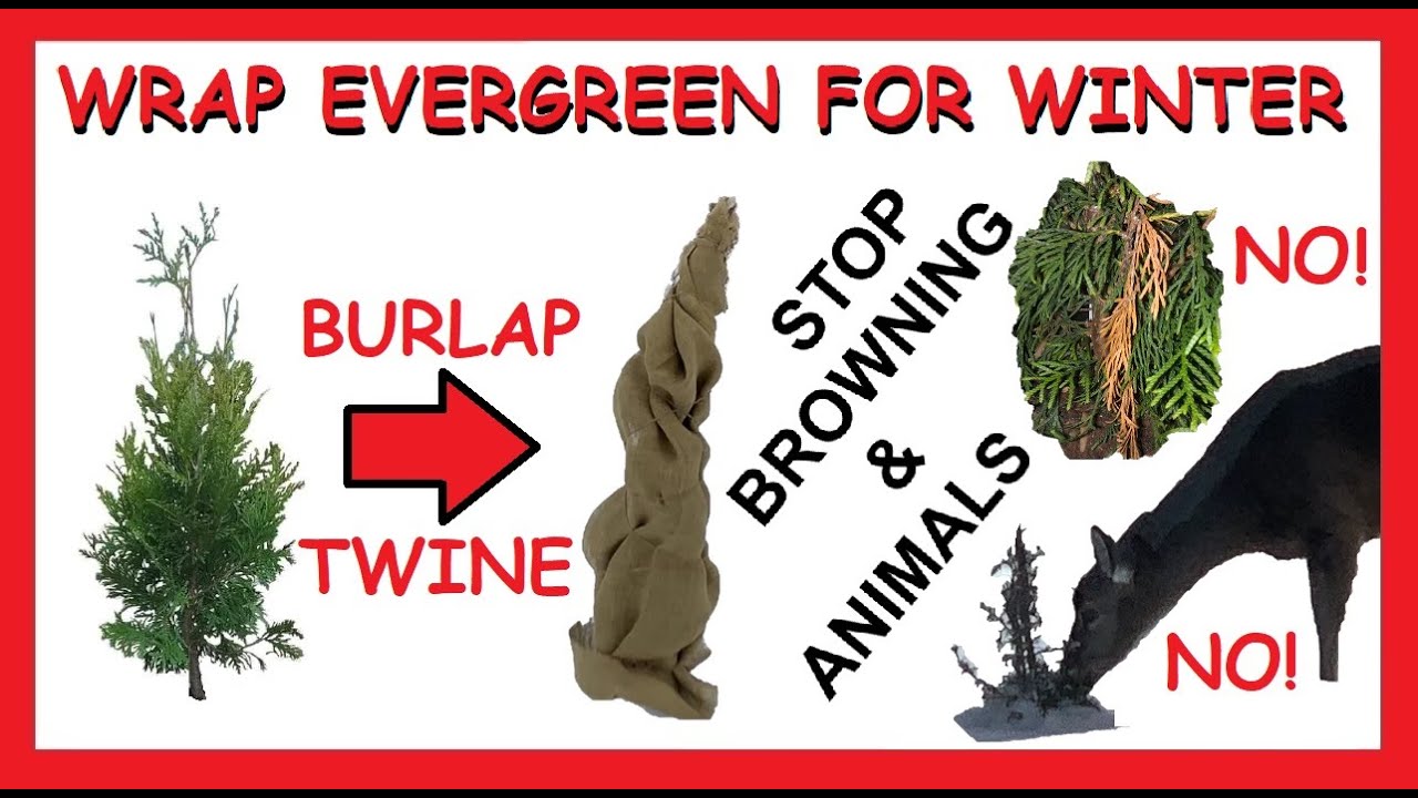 What's with the burlap wrap? : r/arborists