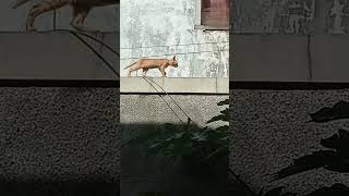 Download Lagu Por.. Lapor Ketua.. MP3