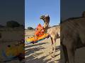 تتعل ق فتاة برقبة الجمل محاولة الصعود بينما الجمل يمشي والمشهد جميل جد ا Camel Animalhabitats 
