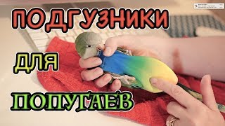 ПОДГУЗНИКИ ДЛЯ ПОПУГАЕВ | КАК ПРИУЧИТЬ ПОПУГАЕВ ХОДИТЬ В ТУАЛЕТ В ОДНО И ТОЖЕ МЕСТО