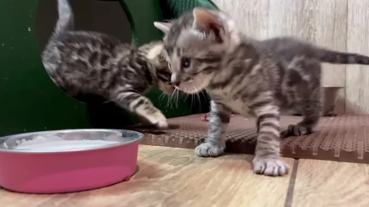 Video 3927101: bengal kitten learns, baby bengal kitten, bengal walking, cat exploring, cat animals