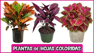 10 PLANTAS con HOJAS de COLORES ÚNICOS