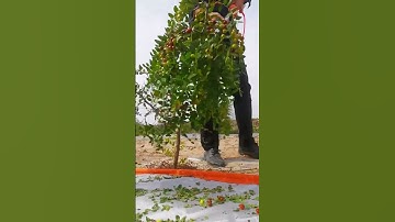 Sour jujube planting electric picking process- Good tools and machinery make work easy
