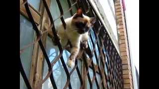 Кошка застряла.#Ржач Кошка застряла.#Ржач