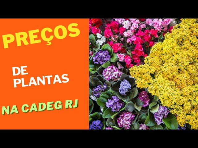 PREÇOS DE PLANTAS NA CADEG RJ - thptnganamst.edu.vn