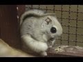 エゾモモンガの滑空訓練~Russian flying squirrel,Practice which flies