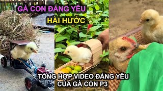 Cười Giảm STRESS với GÀ CON - Đừng Bỏ Lỡ Video Hài Hước Nhất! P3