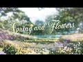 Love And Deepspace Spring And Flowers Spring S Memory BGM ReleasedрџЋµ Love And Deepspace Spring And Flowers Spring S Memory BGM ReleasedрџЋµ
