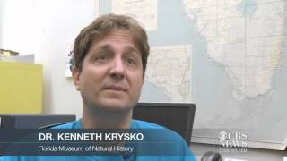 Record-setting 17-foot-long python found in the Everglades