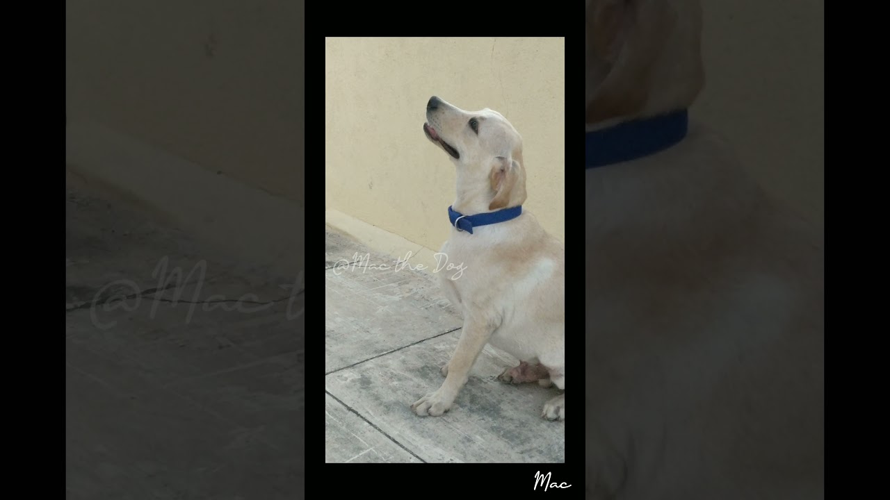 A Heart That Loved Too Much Shorts Feedshorts Subscribe - YouTube Auto PHP Script