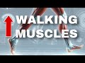 Improve Your Walking Form and Stability with These Exercises (Neuromuscular Disease Edition)