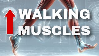 Improve Your Walking Form and Stability with These Exercises (Neuromuscular Disease Edition)