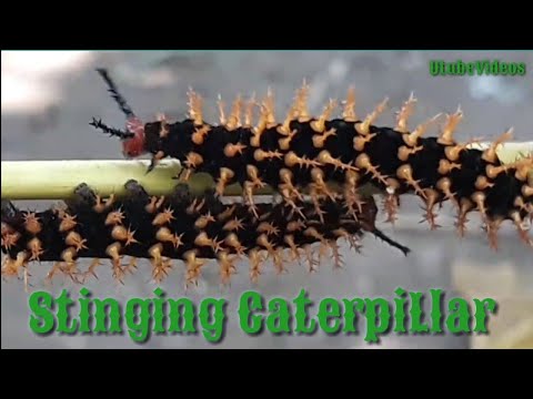 Bunches of hungry Stinging Caterpillars eat almost all the leaves of a Tree(Day 1)