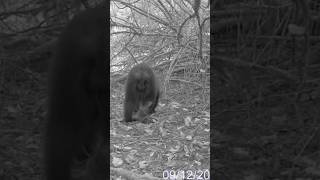 Bigfoot Spotted #trailcam #trailcamera