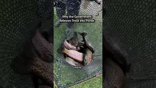 الحكومة تضع الأسماك في بركتك سمعها