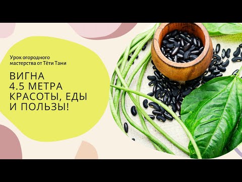 Вигна. 4,5 м красоты, еды и пользы...