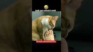 Kedi Son Nefesini Verdi