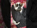 #にょき #猫 #cat