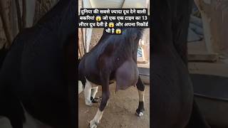 #record #goat #milking (13kg) दूध का वर्ल्ड रिकॉर्ड 😱#animals