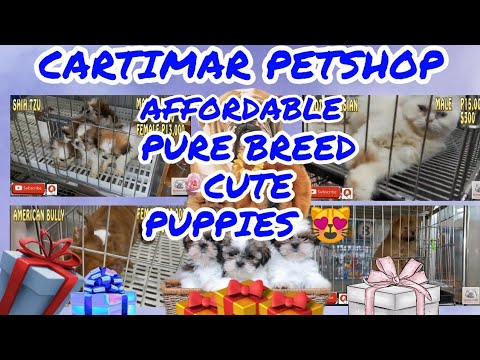 Cartimar dogs for sale Clearance