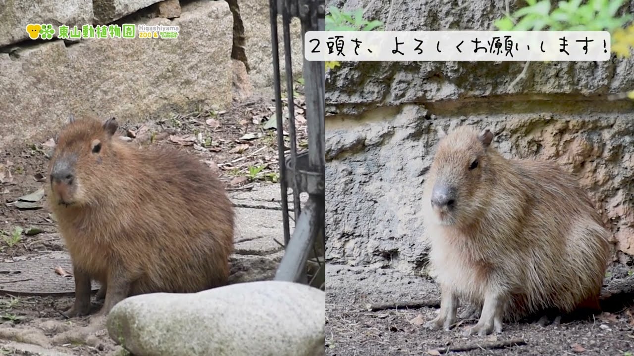 東山動植物園公式】カピバラたちの朝《 カピバラ 》 - YouTube