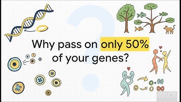 How Evolution Builds Complexity 