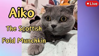 Come Meet Aiko, My Cat!