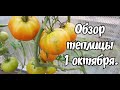 ОБЗОР ТЕПЛИЦЫ 1 ОКТЯБРЯ. ТОМАТЫ СОЗРЕВАЮТ.