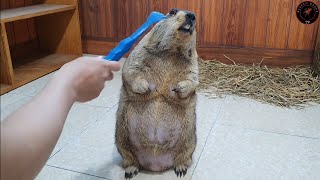 I scratched the marmot's itch with my plastic hand.
