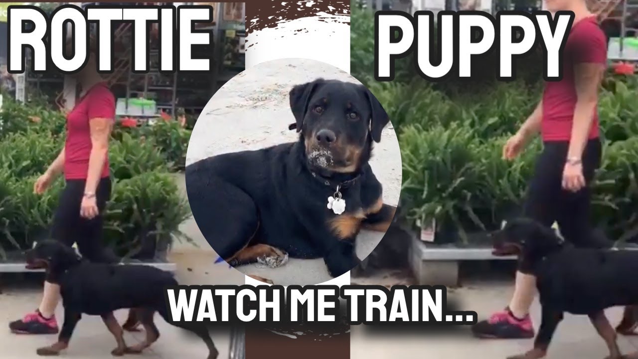 Dixie, Before & After! | Rottweiler Puppy | Puppy Training | Myrtle Beach Dog Training