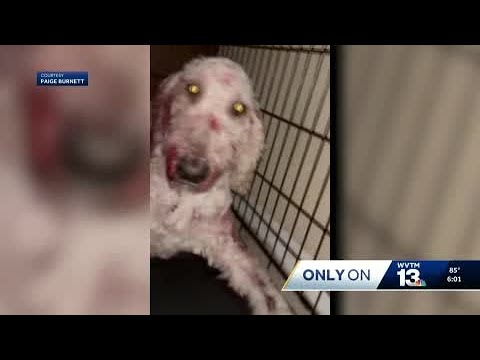 Pelham man charged with animal cruelty after seriously injuring dog ...
