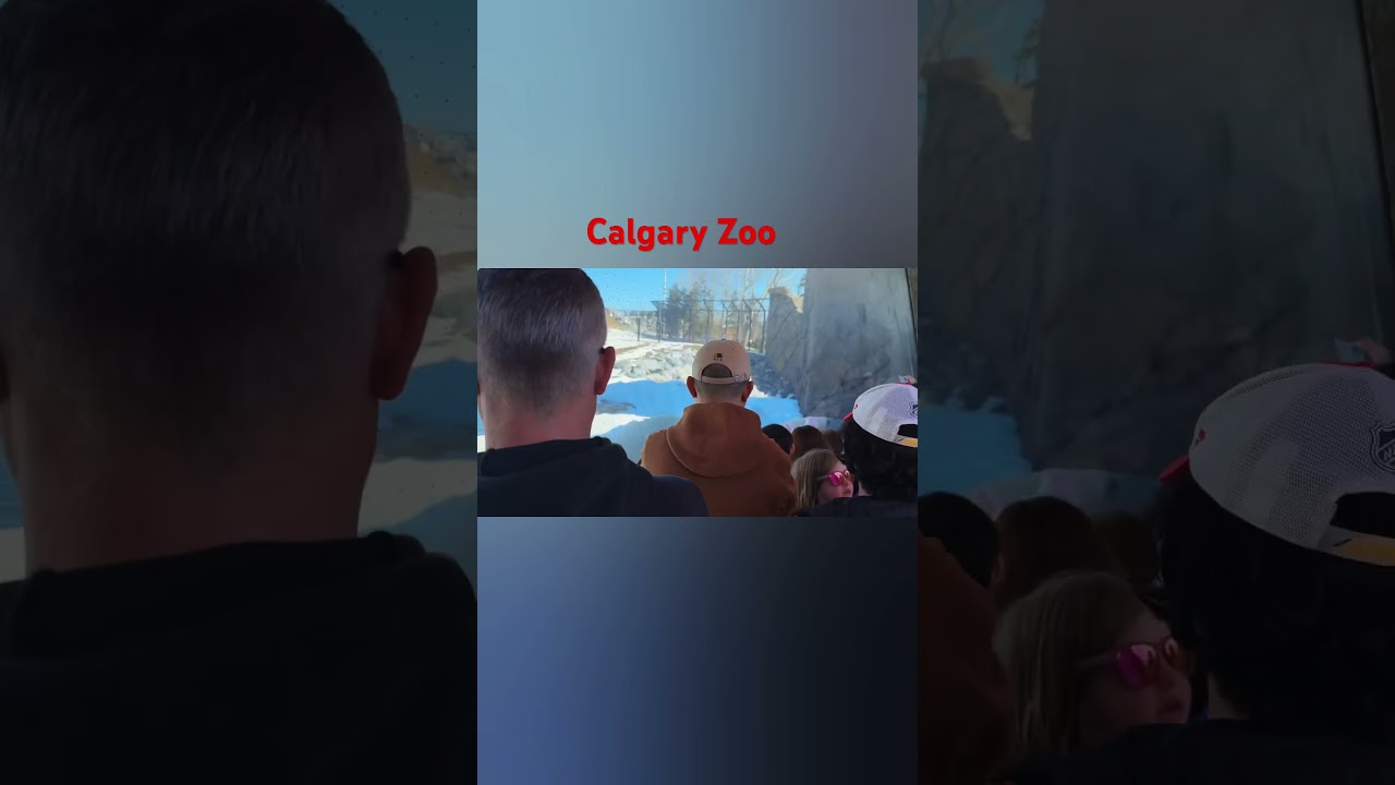 Calgary Zoo #lethergopassenger #countrymusic #music #acoustic #song #passenger #edsheeran #lethergo