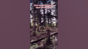 Sasquatch video #mystery #creature #creepypasta #usa #sasquatch_01 #bigfoot #forestmonster #forest