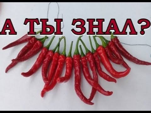 Как сохранить ОСТРЫЙ ПЕРЕЦ на зиму?