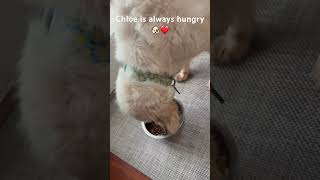 Chloe is always hungry 🐶❤️#dogs #dogshorts #dogsofyoutube #cutedogs #dogfood #dogowner #fyp