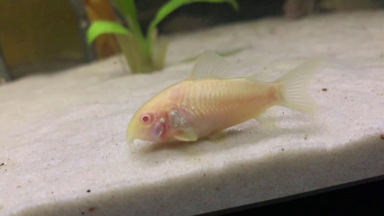 Community fish tank with silver tip tetras, corydoras, otocinculus
