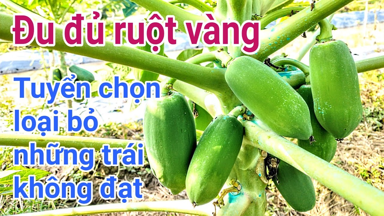 Kỹ thuật trồng đu đủ: P33-Tuyển chọn và loại bỏ những trái đu đủ không đạt